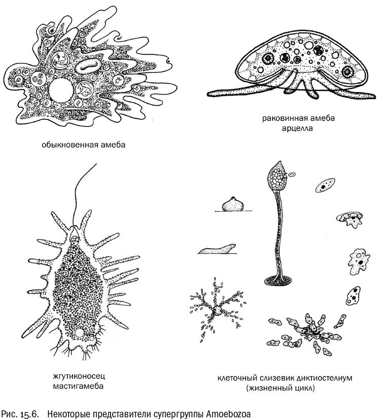 Клетка амебы рисунок