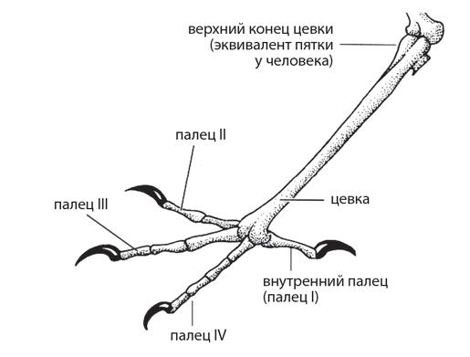 На рисунке показаны кости конечностей птицы человека динозавра и кита какое